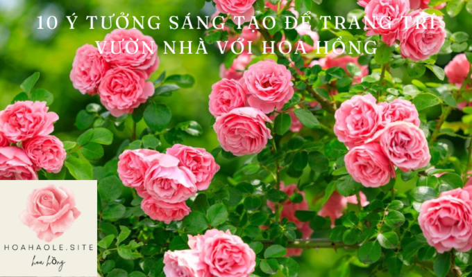 10 Ý tưởng sáng tạo để trang trí vườn nhà với hoa hồng