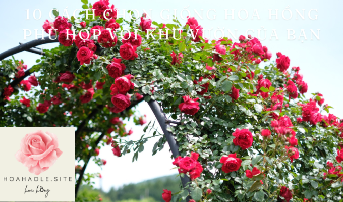 10 ways to choose the right rose variety for your garden