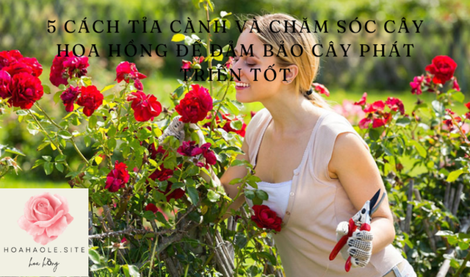 5 Cách tỉa cành và chăm sóc cây hoa hồng để đảm bảo cây phát triển tốt