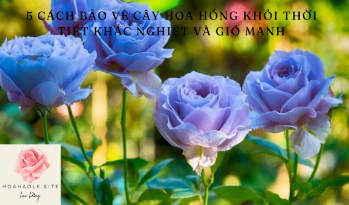 5 cách bảo vệ cây hoa hồng khỏi thời tiết khắc nghiệt và gió mạnh