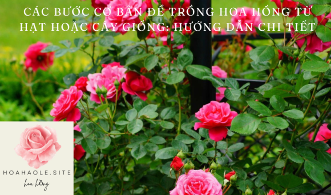 Basic steps to grow roses from seeds or seedlings: Detailed instructions