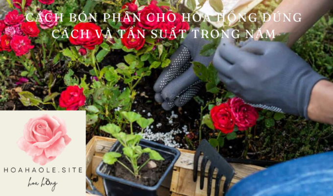 Cách bón phân cho hoa hồng đúng cách và tần suất trong năm