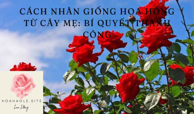 Cách nhân giống hoa hồng từ cây mẹ: Bí quyết thành công