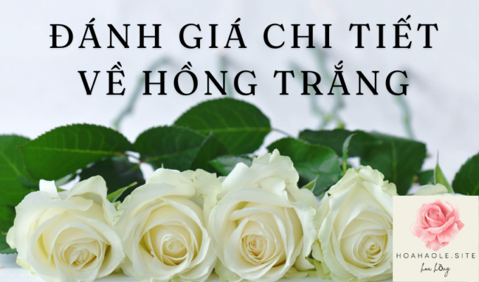 Đánh giá chi tiết về HỒNG TRẮNG