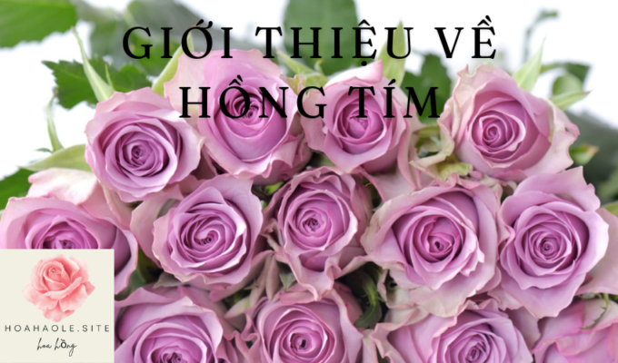 Giới thiệu về HỒNG TÍM