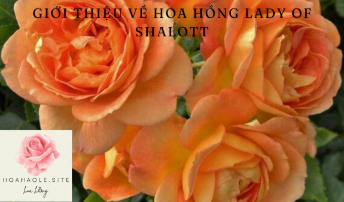 Giới thiệu về Hoa hồng Lady of Shalott