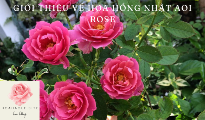 Giới thiệu về Hoa hồng Nhật Aoi rose