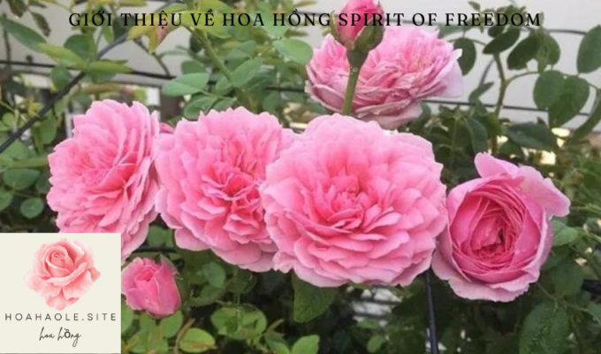 Giới thiệu về Hoa hồng Spirit of Freedom