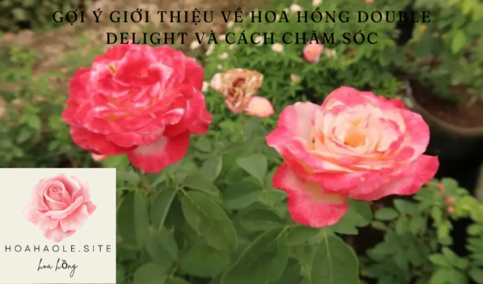 Gợi ý giới thiệu về Hoa hồng Double Delight và cách chăm sóc