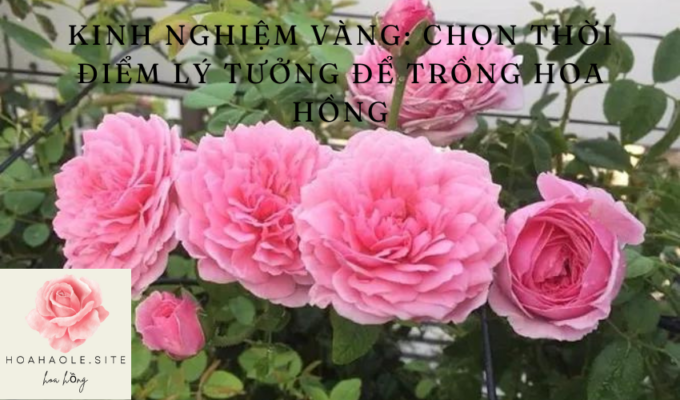 Kinh nghiệm vàng: Chọn thời điểm lý tưởng để trồng hoa hồng