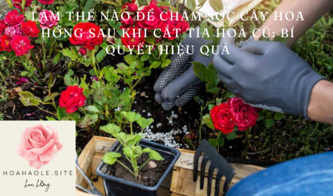 Làm thế nào để chăm sóc cây hoa hồng sau khi cắt tỉa hoa cũ: Bí quyết hiệu quả