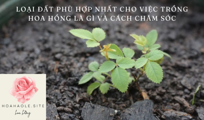 Loại đất phù hợp nhất cho việc trồng hoa hồng là gì và cách chăm sóc