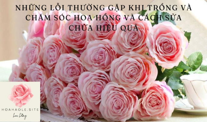 Những lỗi thường gặp khi trồng và chăm sóc hoa hồng và cách sửa chữa hiệu quả