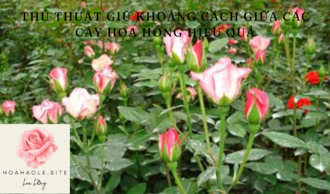 Thủ thuật giữ khoảng cách giữa các cây hoa hồng hiệu quả