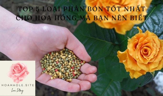 Top 5 loại phân bón tốt nhất cho hoa hồng mà bạn nên biết