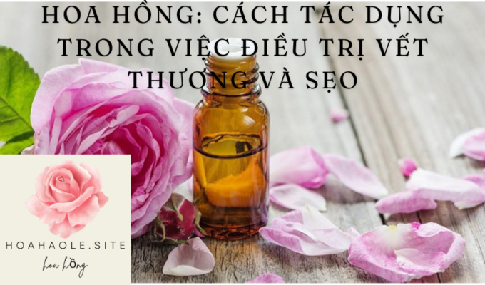 Hoa hồng: Cách tác dụng trong việc điều trị vết thương và sẹo