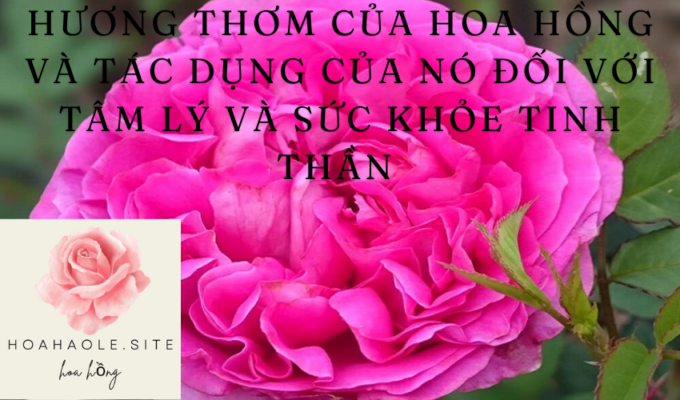 Hương thơm của hoa hồng và tác dụng của nó đối với tâm lý và sức khỏe tinh thần - Một cái nhìn sâu sắc vào hiệu ứng của hương thơm hoa hồng.