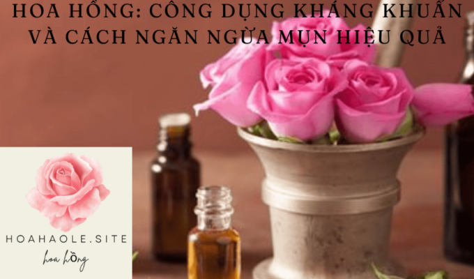 Hoa hồng: Công dụng kháng khuẩn và cách ngăn ngừa mụn hiệu quả